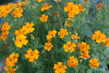 Tagetes однолетние мини