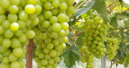 Fresh green grape farm