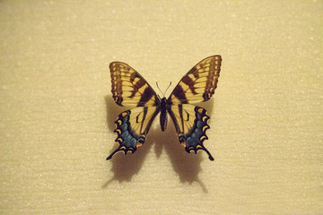 Fototapeta premium Tiger swallowtail butterfly Papilio glaucus