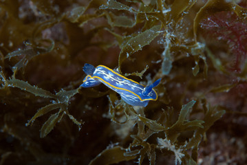 Hypselodoris midatlantica Nudibranch