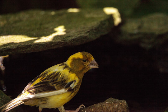 Yellow canary Serinus flaviventris