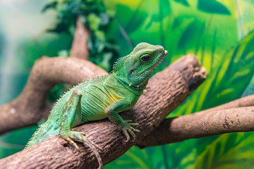 Chinese Water Dragon (Physignathus cocincinus) on a branch