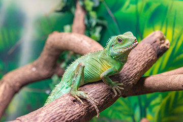 Chinese Water Dragon (Physignathus cocincinus) on a branch