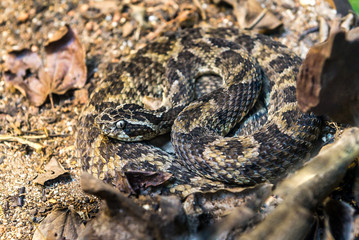 Caatinga Lancehead snake (Bothrops Erythromelas) on the ground