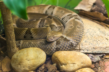 Brazilian Lancehead snake (Bothrops Moojeni) on the ground