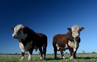 Angus cattle and bull