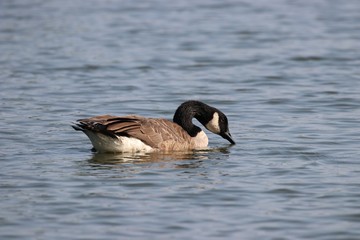 Canadian Goose drinking water