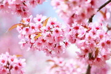 Obraz premium Dzikie himalajskie kwiaty wiśni w sezonie wiosennym (Prunus cerasoides), Sakura w Tajlandii, selektywna ostrość, Phu Lom Lo, Loei, Tajlandia.