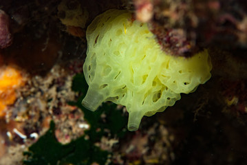 Clathrina clatrus sponge