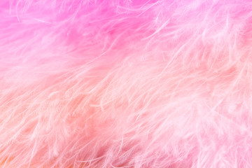 Macro shot of pastel bird fluffy feathers in soft and blur style