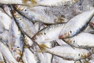fresh fish at the market