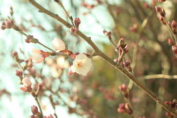 cherry blossom season (Sakura) spring time in Kyoto, Japan