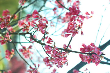 踊る桜と話そう