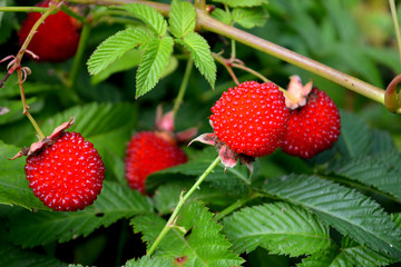 roseleaf raspberry or Rubus rosifolius (hybrid of raspberry and strawberry),