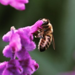 Bee on fuzzy flower