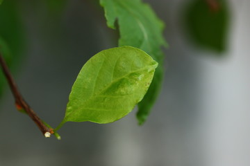 a green leaf plant and blur background