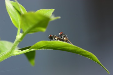 fly mating in shadow