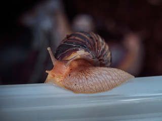 Big snail crawls in the open air