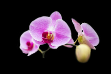 pink phalaenopsis orchids isolated on black background