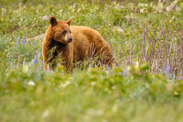 Cinnamon color female bear in Waterton lakes national park, Canada