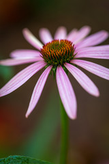 Beautiful macro flower shots with dreamy bokeh background