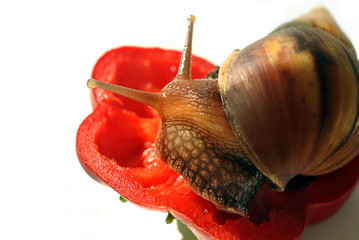 The snail is on a piece of fresh red pepper. White background. Close-up.