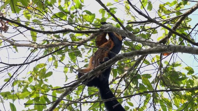 Giant Black Squirrel (Ratufa Bicolor) Eating Nuts on Tree