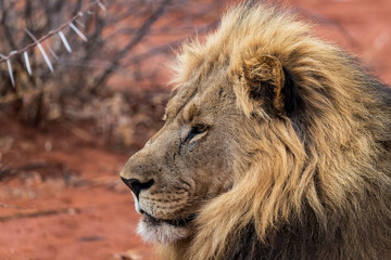 Male Lion In The Madikwe Game Reserve of South Africa