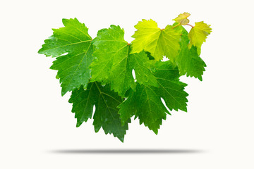 vine leaves, or grape leave  isolated on white