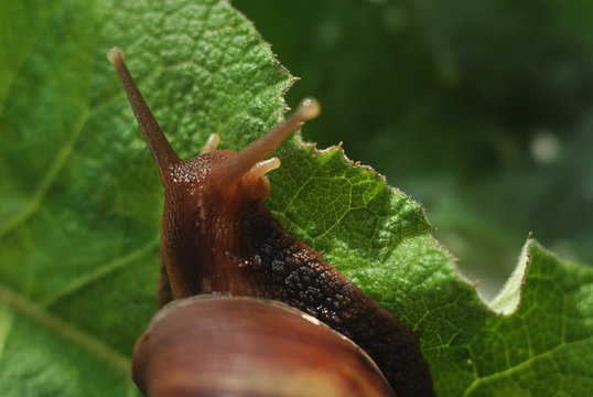 The snail is on fresh green leaves. Close-up