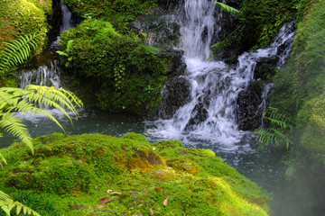 Fototapeta na wymiar Green Leaf Waterfall and Moss In the wild with moisture. Fresh and cool