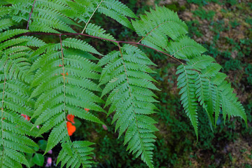 Green leaves and moss In the wild with moisture. Fresh and cool