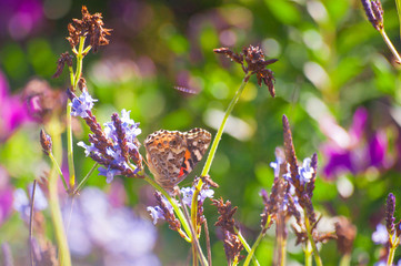 Butterfly on lavender