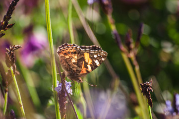 Butterfly on lavender