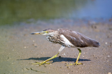 chinese pond heron