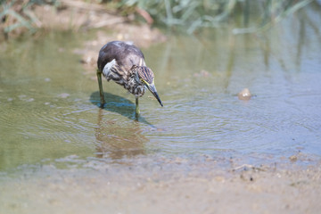 chinese pond heron