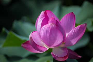 Fototapeta premium Pink lotus blooms in the pond in summer