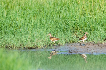 painted snipe