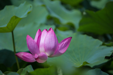 Pink lotus blooms in the pond in summer