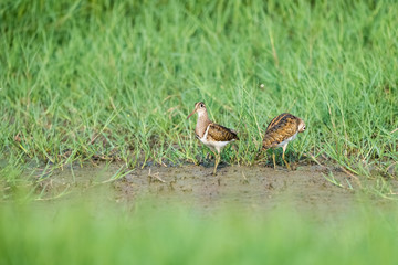 beautiful painted snipe
