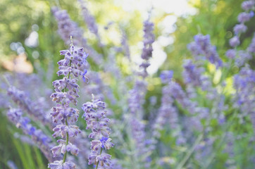 Obraz na płótnie Canvas A soft field of purple lavender flowers in the local park under the summer sun.