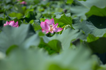 Pink lotus blooms in the pond in summer