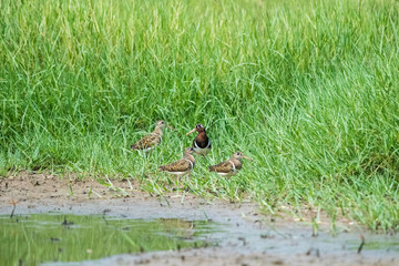 painted snipe in the grass