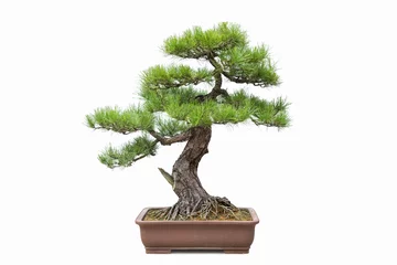 Photo sur Plexiglas Bonsaï bonsaï de pin vert isolé