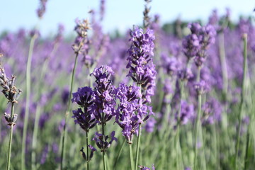 Lavender Blooming closeup
