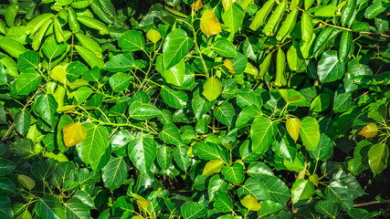 Leaves in nature topview and shadow of sun