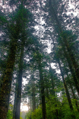 Lush woods in the mist, in Mount Emei, Sichuan Province, China