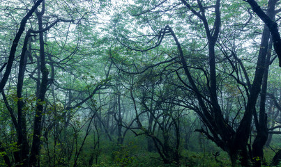 Lush woods in the mist, in Mount Emei, Sichuan Province, China