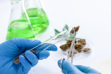 Tweezers hold cannabis bud in a laboratory
