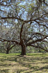 Live Oak Trees, Cumberland Island, Georgia